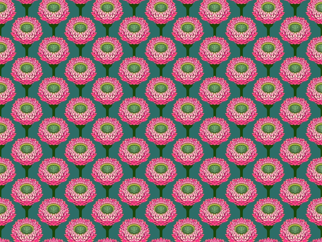 Iconic - Strawflower - Bursting